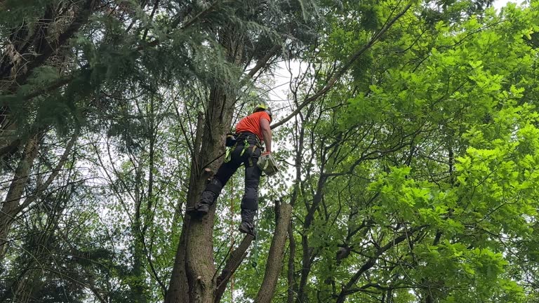 Best Palm Tree Trimming  in Greenfields, PA